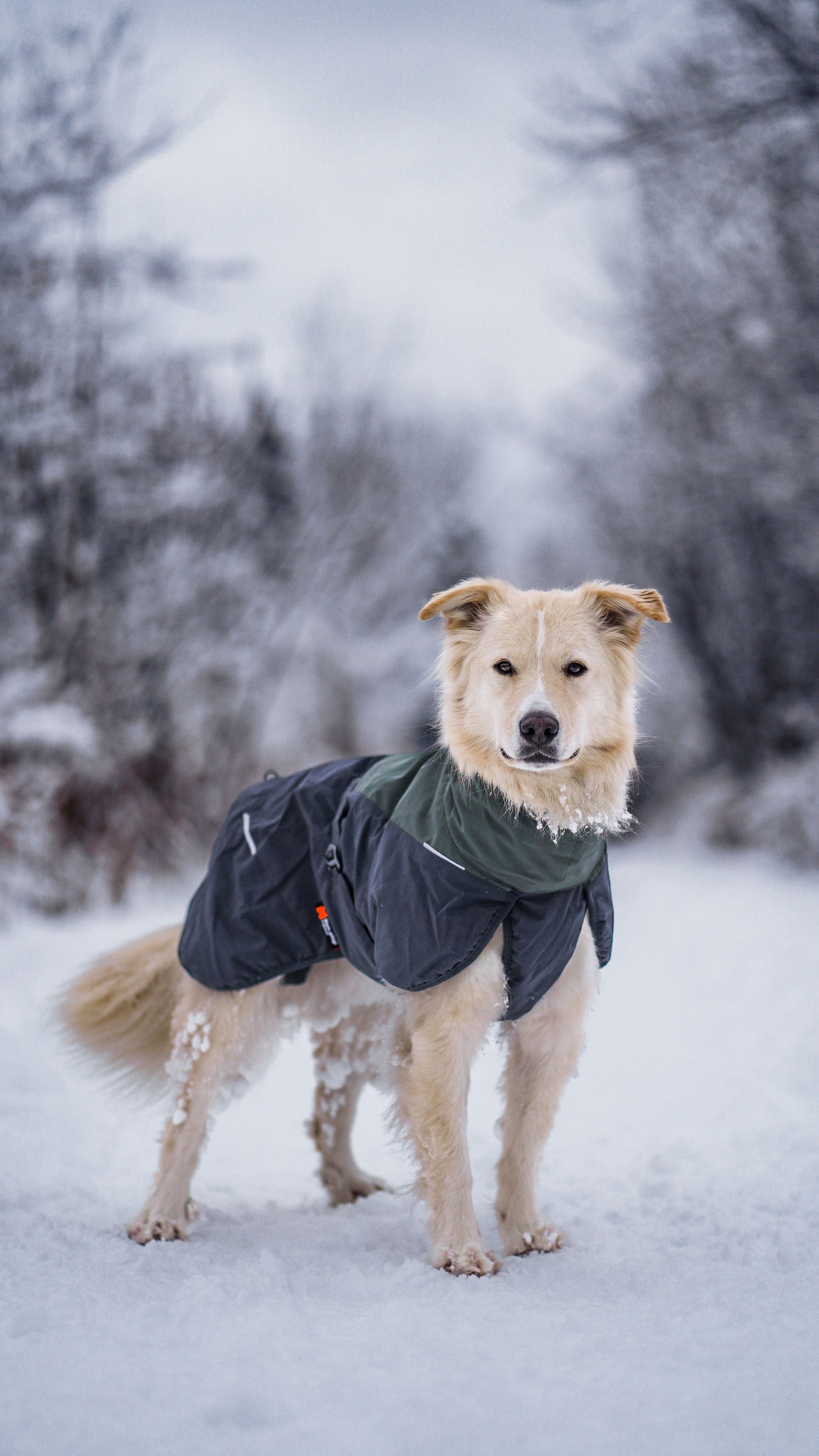 Glacier wool jacket groen-grijs